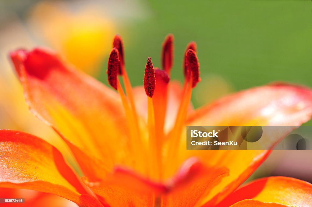 Stamens of Red Lily Close-up of the stamens of a fresh blooming red lily flower in a summer garden. Beauty Stock Photo