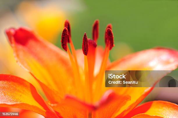 Stamens Of Red Lily Stock Photo - Download Image Now - Beauty, Beauty In Nature, Bright