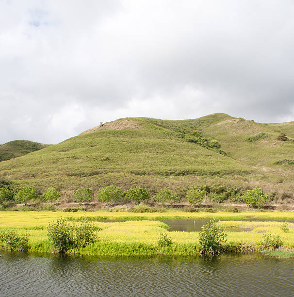 hamakua marsh de oahu, havaí - hamakua coast imagens e fotografias de stock