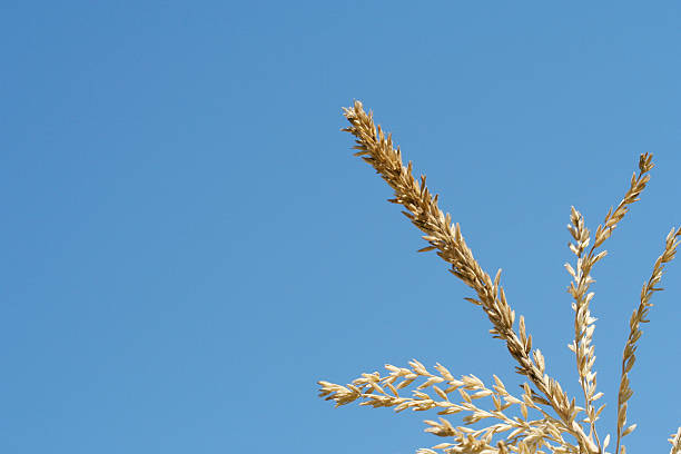 Reaching for the sky stock photo