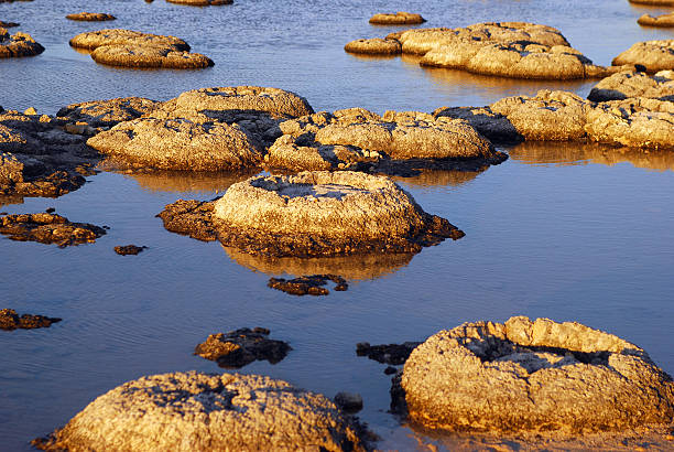 stromatolites en lake thetis, australia occidental. - nambung national park fotografías e imágenes de stock