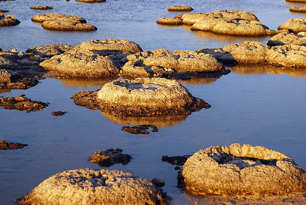 Stromatolites at Lake Thetis, Western Australia.