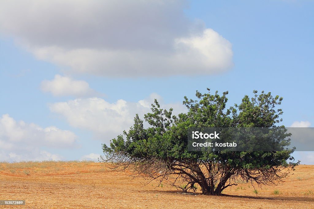 Siliqua ceratonia Ceratonia siliqua Carob Tree Stock Photo