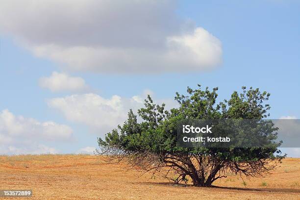 Siliqua Ceratonia Stock Photo - Download Image Now - Carob Tree, Agricultural Field, Backgrounds