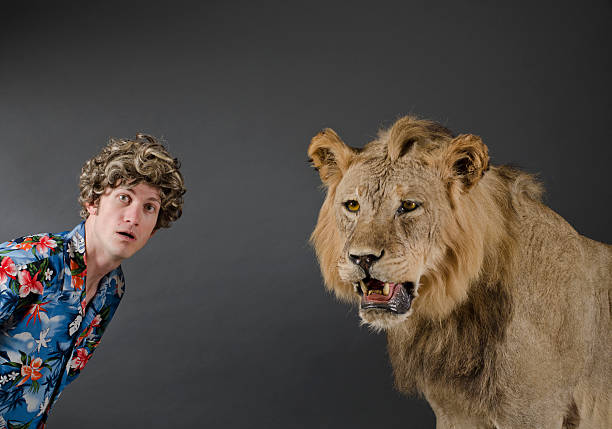 Tourist Hesitantly Posing with a Lion Tourist hesitantly posing with a lion. The young man is wearing a Hawaiian shirt and has messy curly hair. taxidermy cat stock pictures, royalty-free photos & images