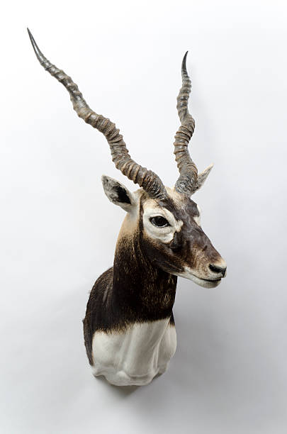 hirschziegenantilope antelope taxidermie mount - hirschziegenantilope stock-fotos und bilder