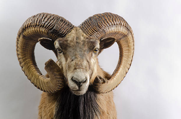 mouflon----étiquette wild moutons taxidermie mount - stuffed animal photos photos et images de collection