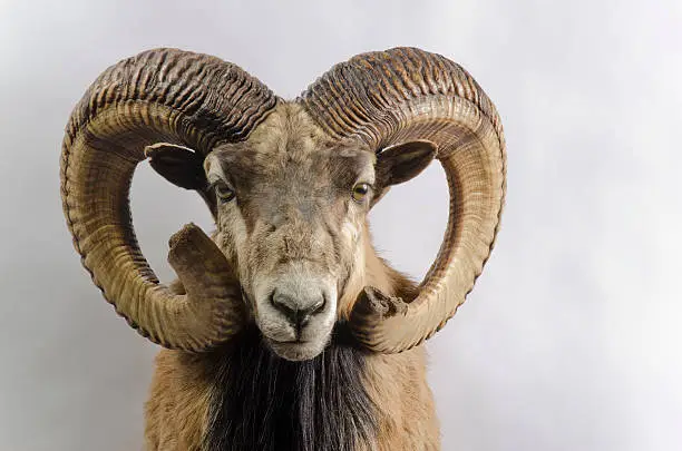 Mouflon (Ovis aries orientalis) wild sheep taxidermy mount with large horns.  On a white background.