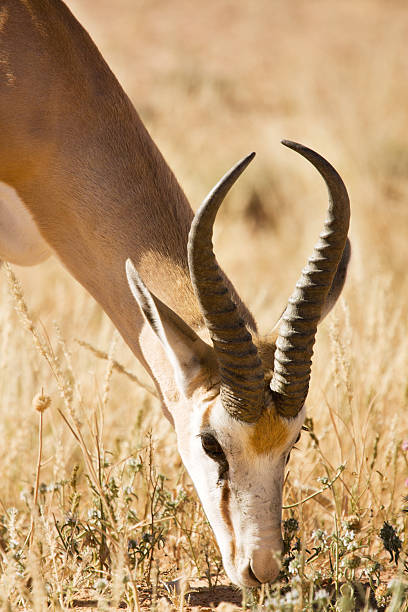 istock Single springbuck grazing in the Kalahari 153573305