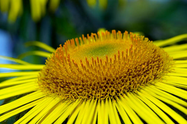 Close up of Inula Hookerii stock photo