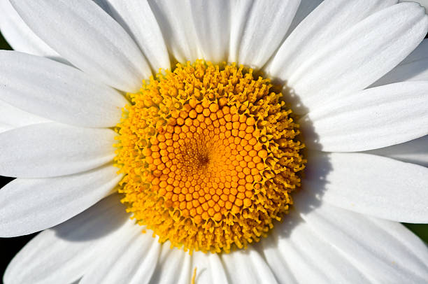 Close up of a daisy in summer stock photo