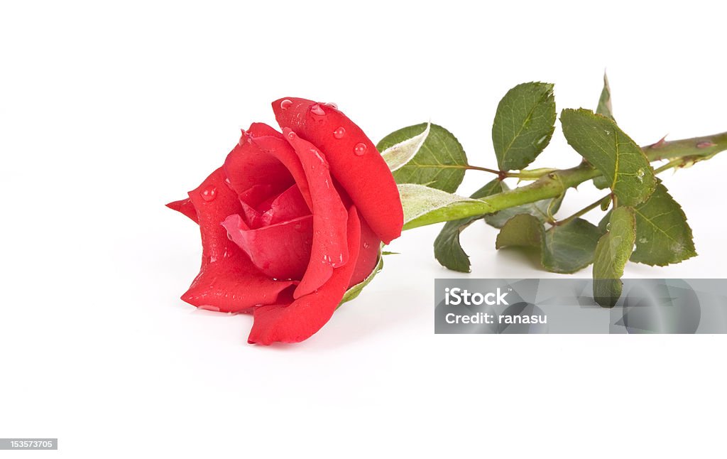 Rosa rossa - Foto stock royalty-free di Rosa singola