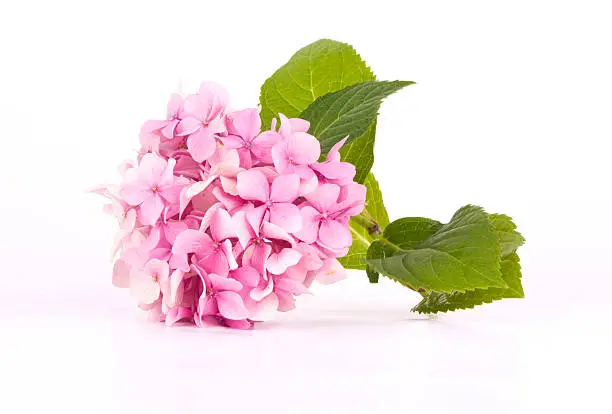 Hydrangea pink flower in a isolated on white.