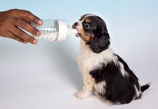 istock Baby doggy 153573854