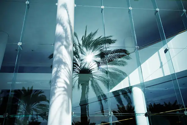 Photo of reflection palm