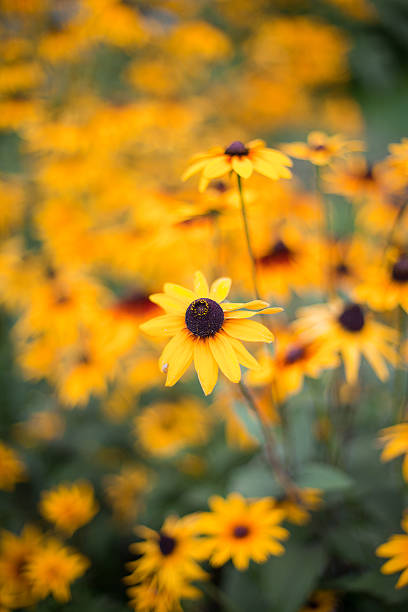istock orange flowers in the garden 153574327
