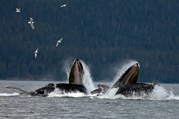 Pod of humpback whales bubble net feeding.  Photo taken off the coast of Juneau Alaska, in Auke Bay.  Herring and Sea Gulls also seen in this photo.