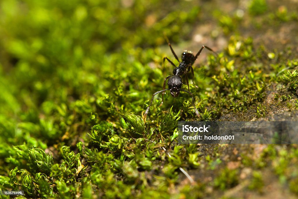 на - Стоковые фото Африканский большеголовый муравей роялти-фри