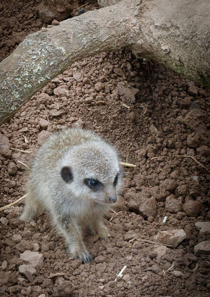 istock Baby Meerkat 153574763