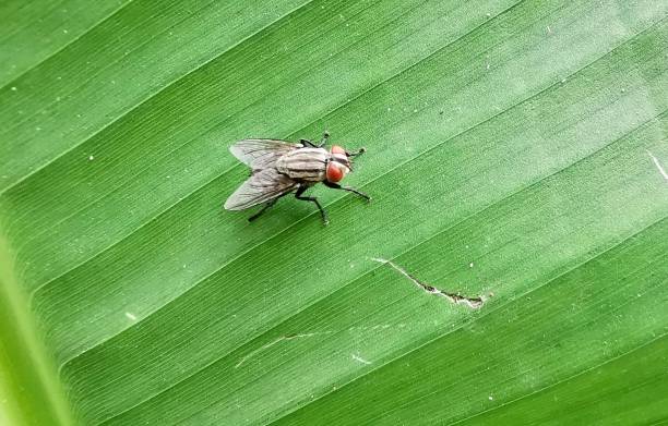 istock a photography of fly on a leaf with a red spot. 1535748821