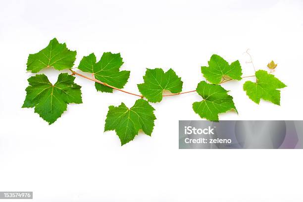 Grape Leaves Stock Photo - Download Image Now - Grape Leaf, White Background, Branch - Plant Part