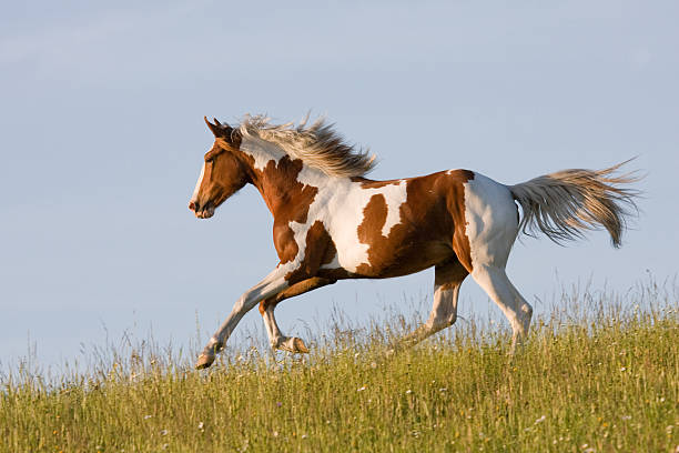 Nice young appaloosa horse running Nice young appaloosa horse running on horizon appaloosa stock pictures, royalty-free photos & images