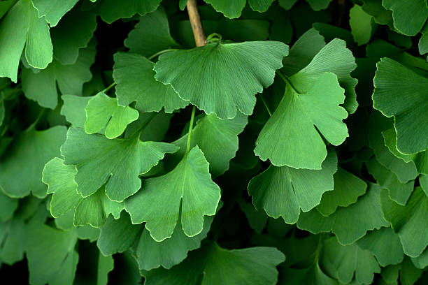 Ginkgo Tree Leaves – Foto