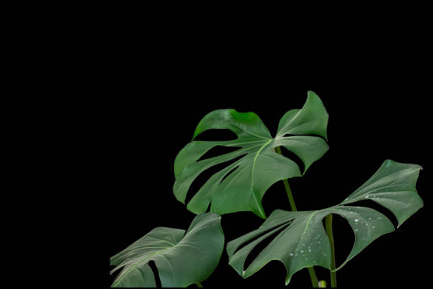 monstera deliciosa plant leaf on black background - rainforest cheese plant philodendron leaf vein imagens e fotografias de stock