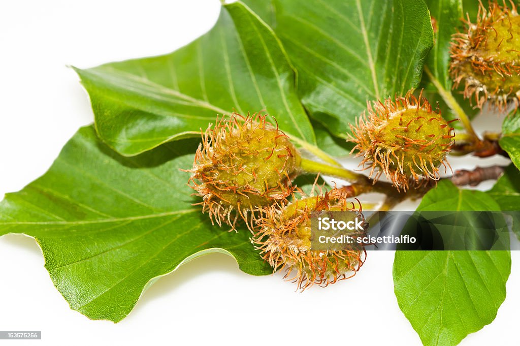 Beech brunch - Photo de Arbre libre de droits