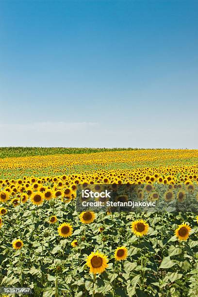 Photo libre de droit de Champ De Tournesol banque d'images et plus d'images libres de droit de Agriculture - Agriculture, Arbre en fleurs, Bleu