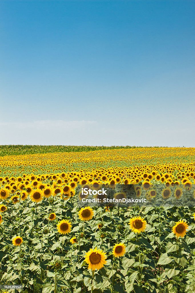 Campo di girasole - Foto stock royalty-free di Agricoltura