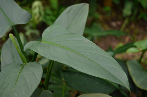 Philodendron hastatum has shiny gray leaves with bright green veins. This species is known as silver sword philodendron.
