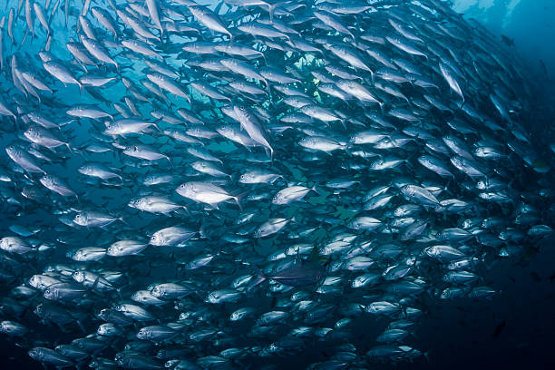 istock School of Black Jacks 153576126