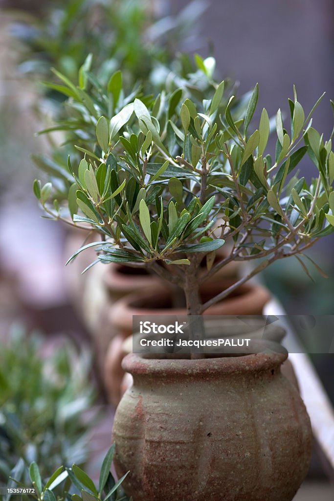 Olive trees Small potted olive trees in a garden Jar Stock Photo