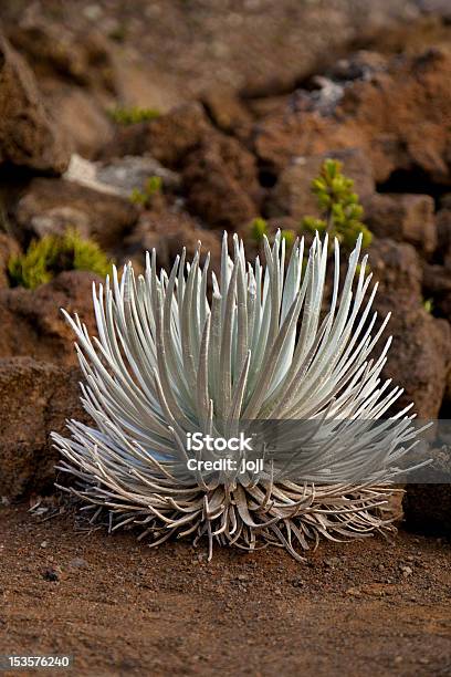 Silversword Się Obok Rocks - zdjęcia stockowe i więcej obrazów Bez ludzi - Bez ludzi, Fotografika, Hawaje