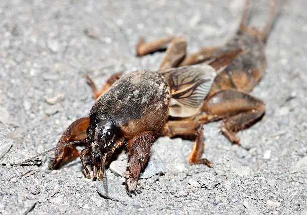 Mole Cricket (Gryllotalpa Linnaeus) on the ground