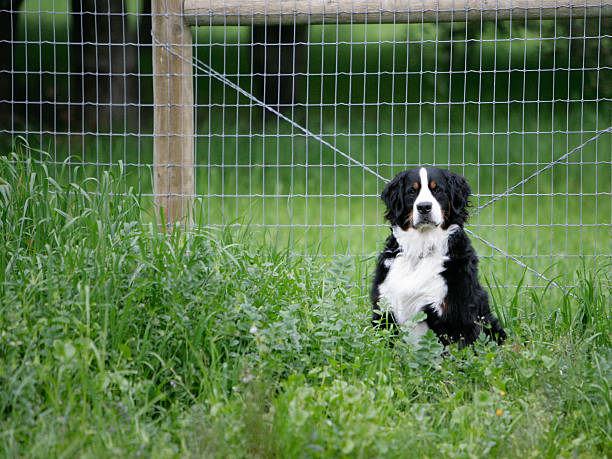 istock Bernese Mountain Dog near fence 153576307