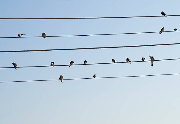 istock Birds on the wires like music notes 153576891