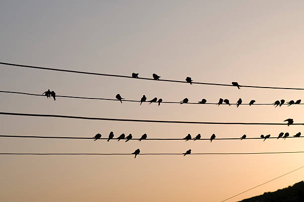 Birds on the wires like music notes stock photo