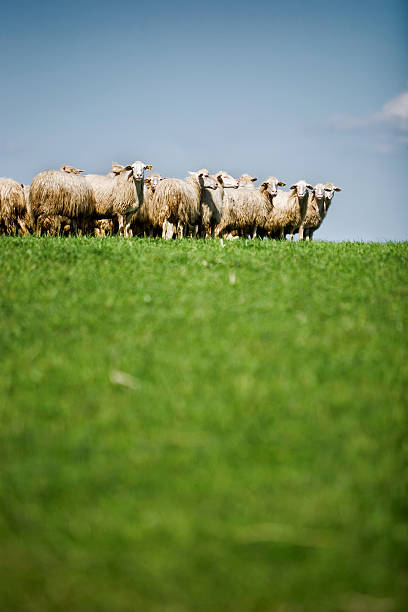 istock Flock of Sheep Grazing on a Field 153577891