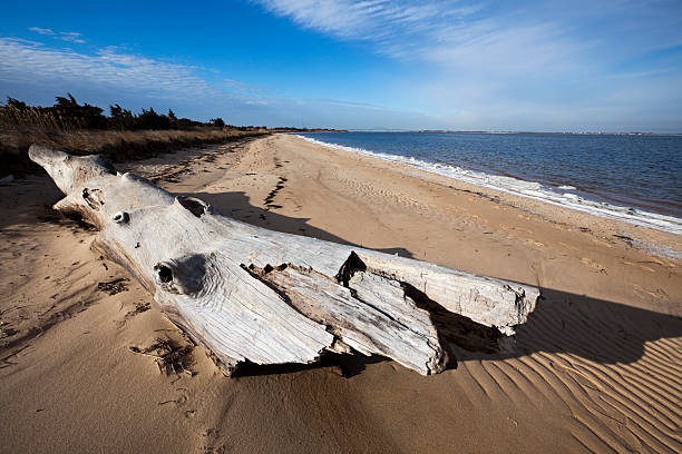 istock Driftwood on the Beach 153577935