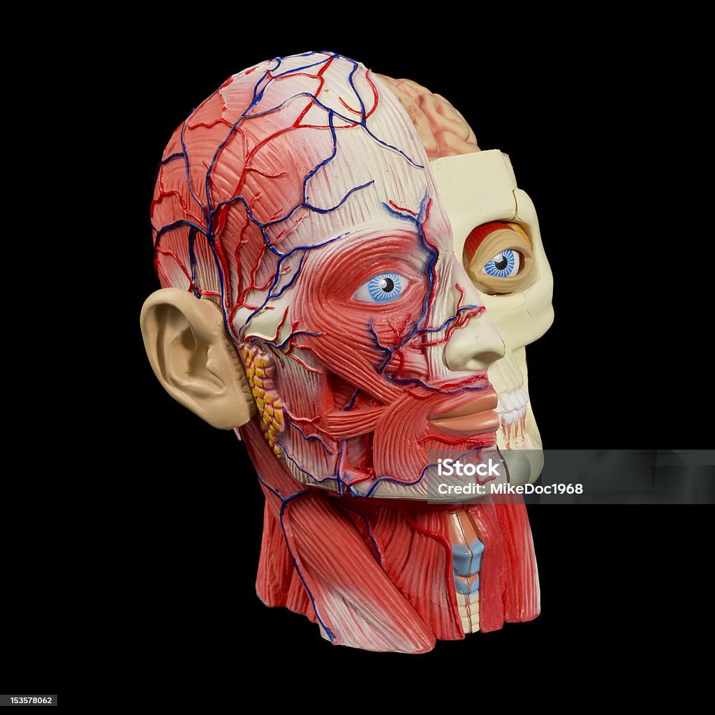 Modèle anatomique head - Photo de Adulte libre de droits