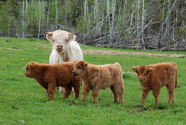 istock Highland Cow with Calves 153578087