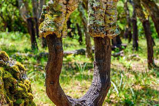 gros plan du tronc d’un chêne liège ou a été prélevé une partie de son écorce