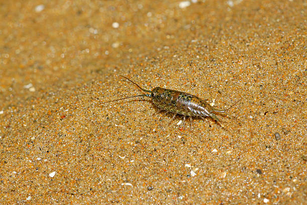 istock insect crawling on the beach 153578153