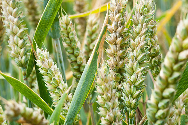 Plano aproximado de crescimento no campo de Trigo - fotografia de stock