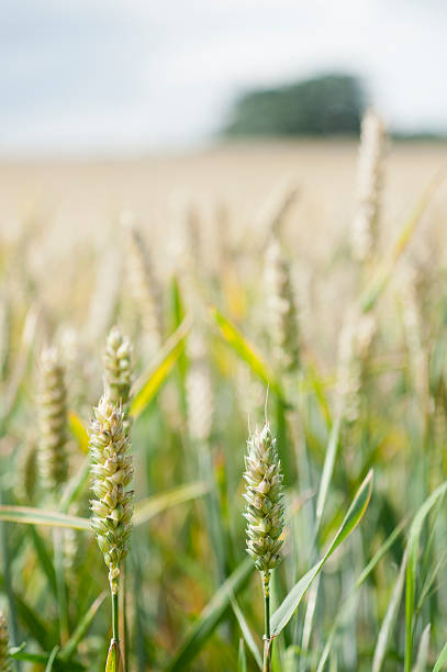 Campo di grano in crescita - foto stock