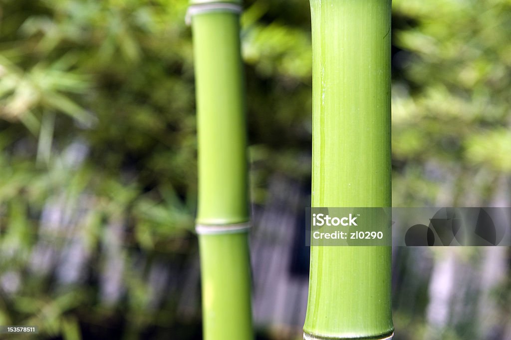 Bamboo Backgrounds Stock Photo