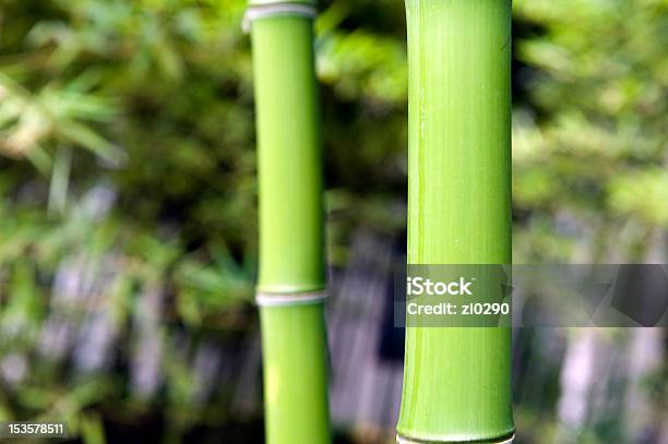 Bamboo Stock Photo - Download Image Now - Backgrounds, Bamboo - Plant, Freshness