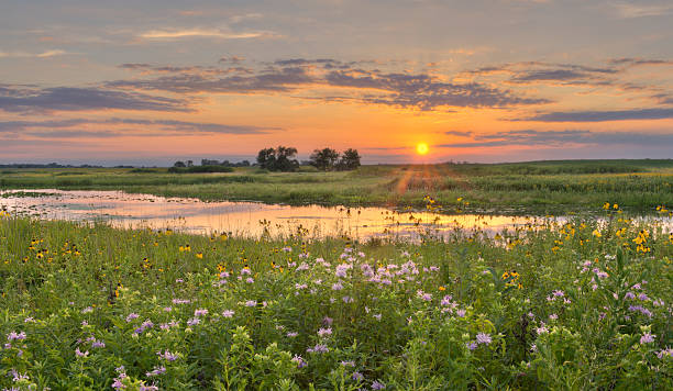 istock Sunset at Flower Field 153578666
